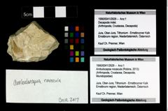 Foto (Objekt + Etikett) von Ambulocapsa nocacula (Robins, 2013)  (NHMW-GEO-1990-0041-2929)